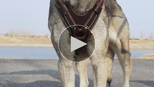 Amazon.com : PET ARTIST Spiked Custom Studded Leather Dog